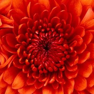 Meet your Posher, Vivianna